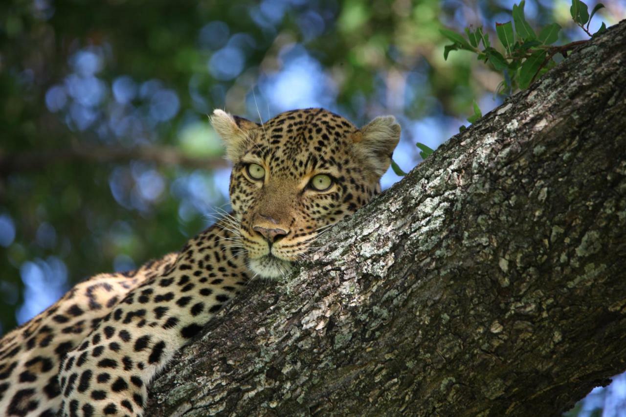 Ivory Wilderness River Rock Lodge Reserva Natural de Klaserie Exterior foto