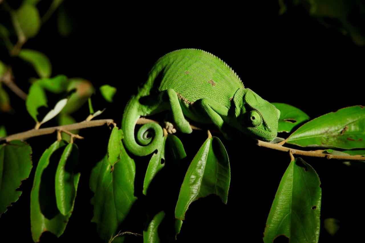 Ivory Wilderness River Rock Lodge Reserva Natural de Klaserie Exterior foto