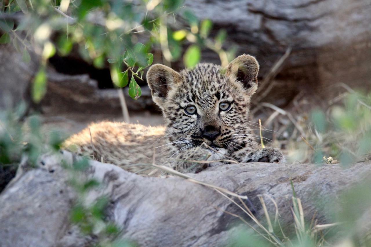 Ivory Wilderness River Rock Lodge Reserva Natural de Klaserie Exterior foto