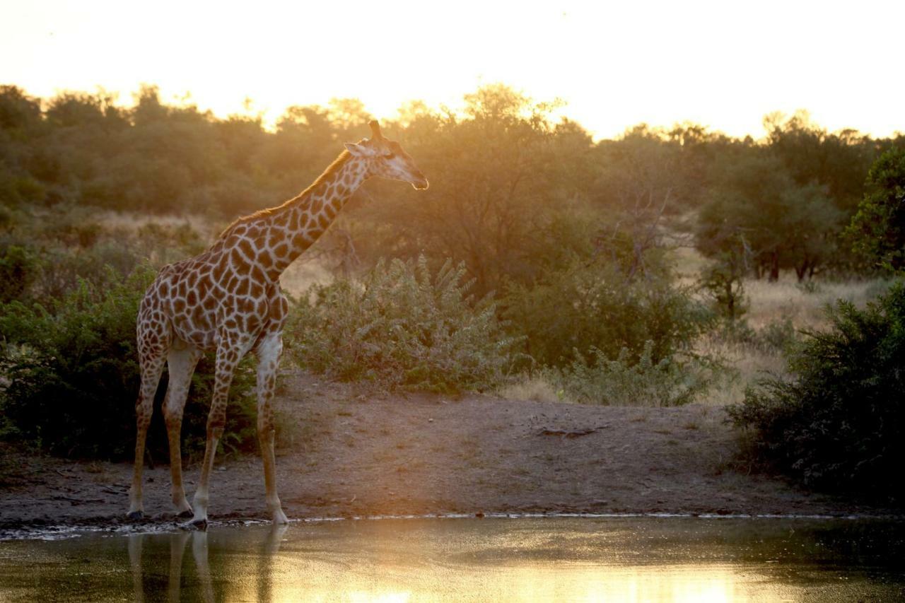 Ivory Wilderness River Rock Lodge Reserva Natural de Klaserie Exterior foto